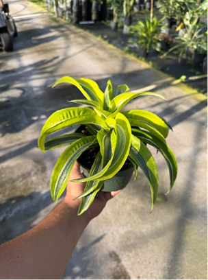 6" Dracaena Dragontree Lemon Surprise 
$8.95 12/cs