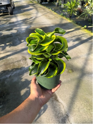 6" Dracaena Dragontree Twist
$8.95 12/cs