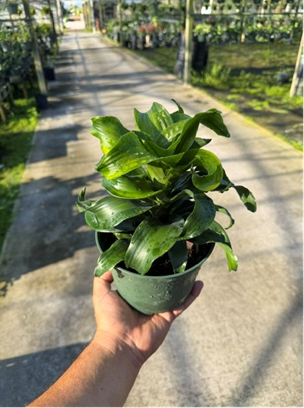6" Dracaena Dragontree Tornado 
$8.95 each 12/cs